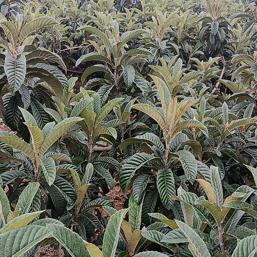 一切如缘