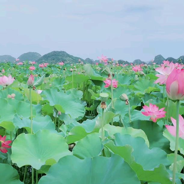 阳光