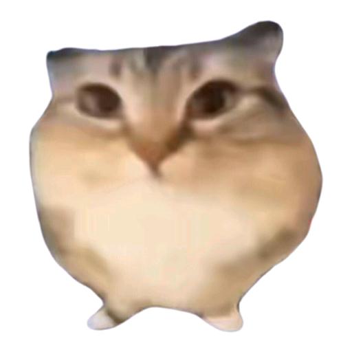 巴巴博一