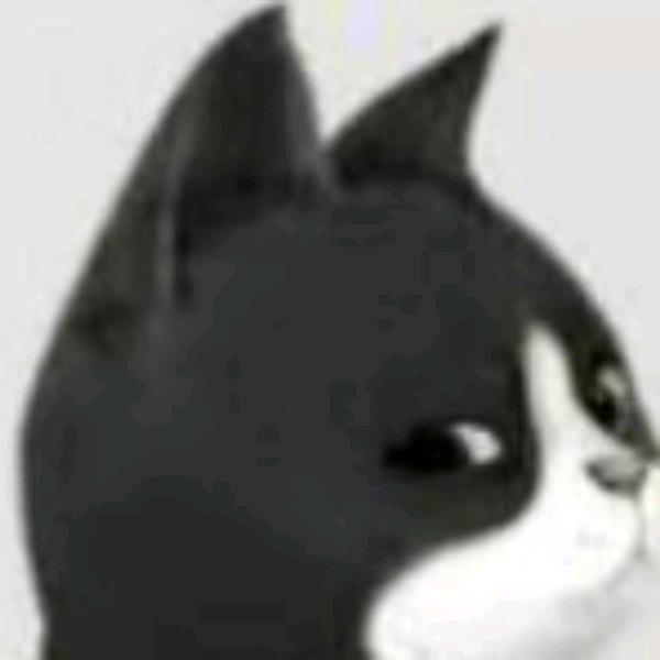 Cat头像