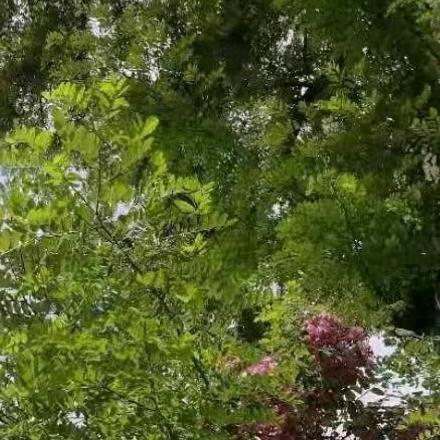 鱼在水