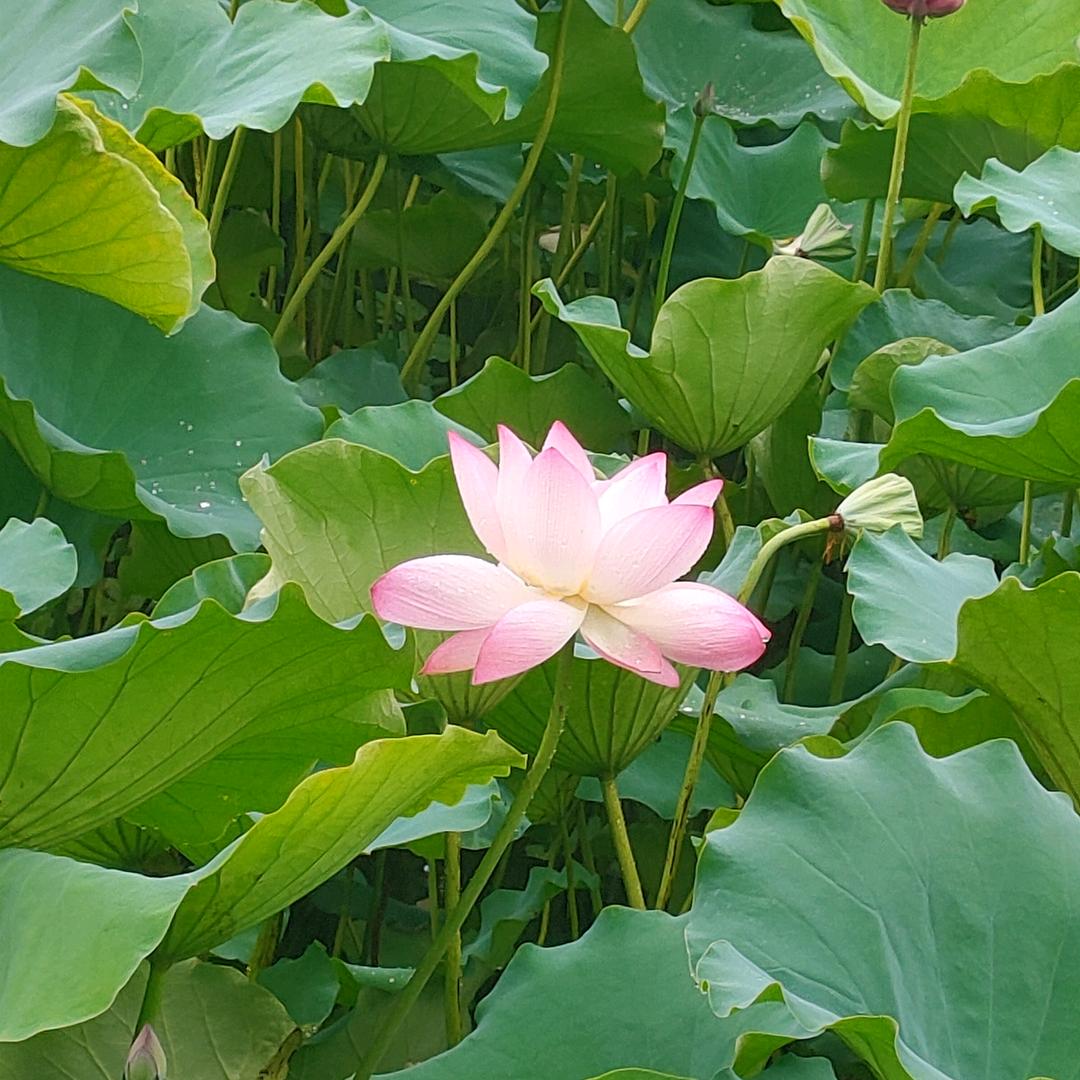 今生有你。