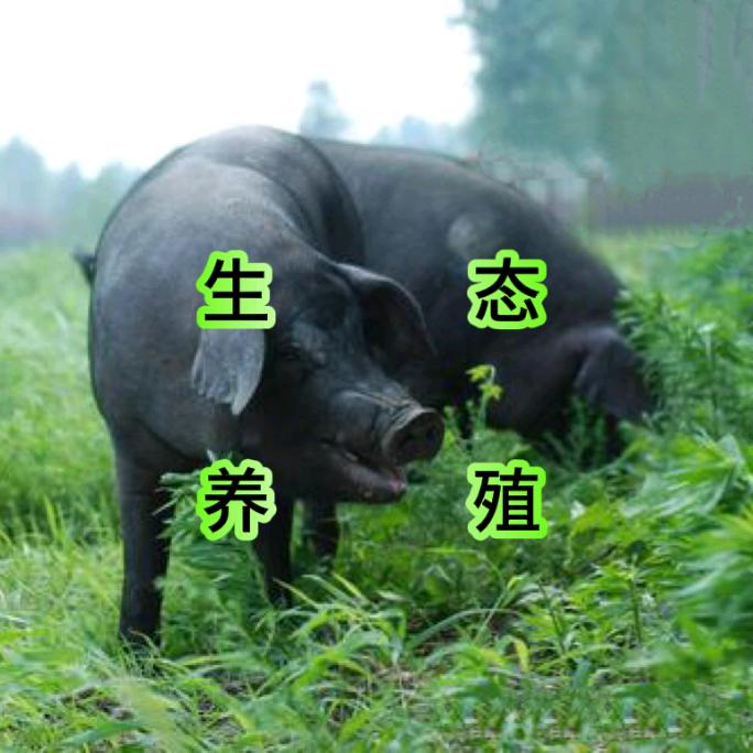 永盛生态养殖