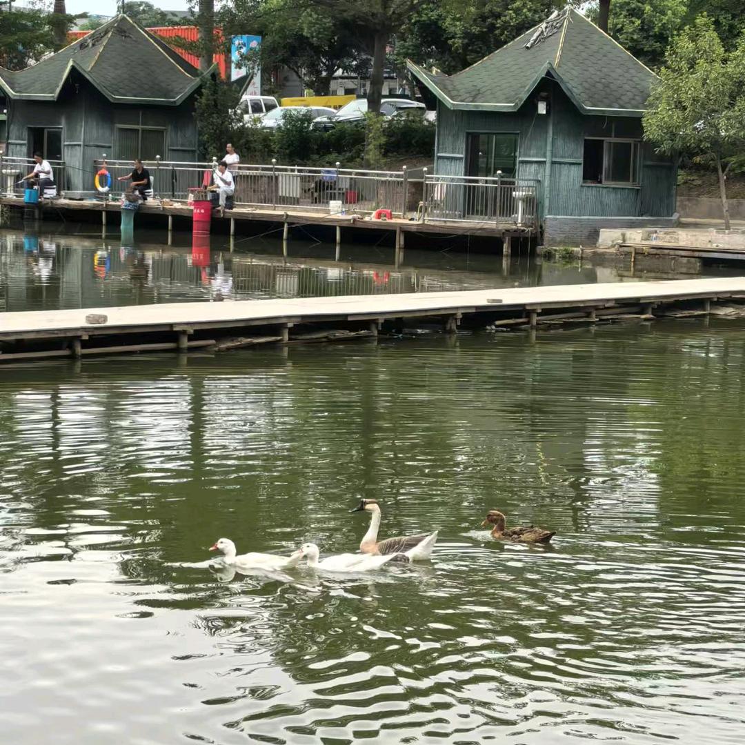 @好顺景钓鱼（彬彬有李）
