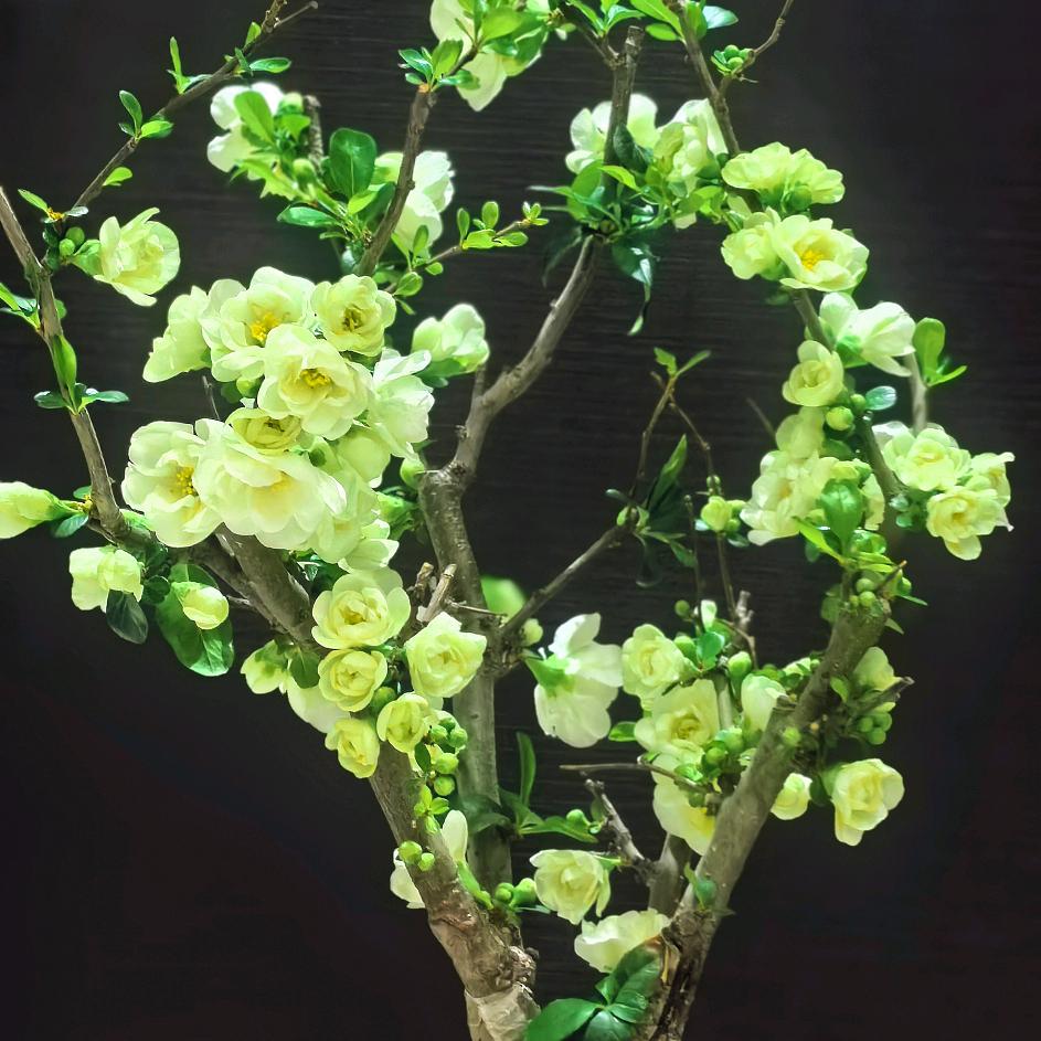山东老蔡