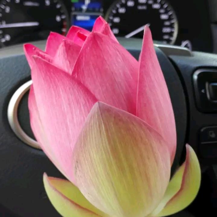 农特 珍珠芭乐