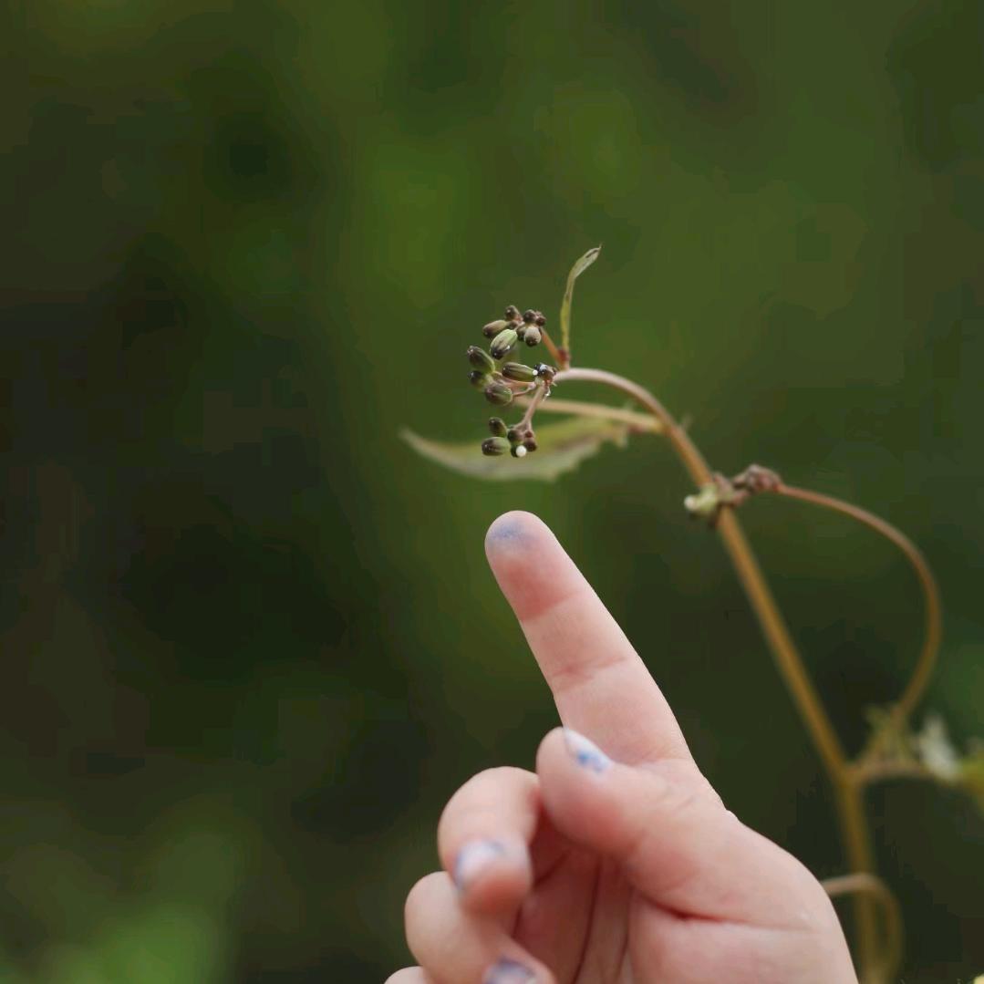 丁二娃媳妇（村里人包子铺）