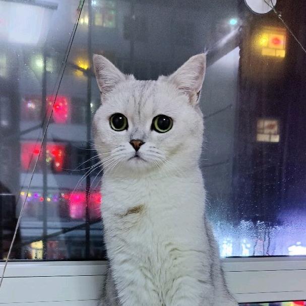 丫毛