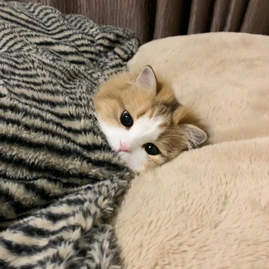 春秋