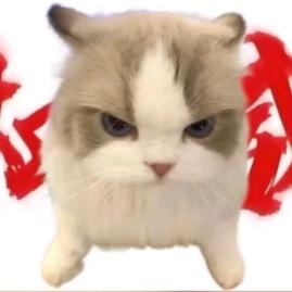 猫meme小田（冲150）