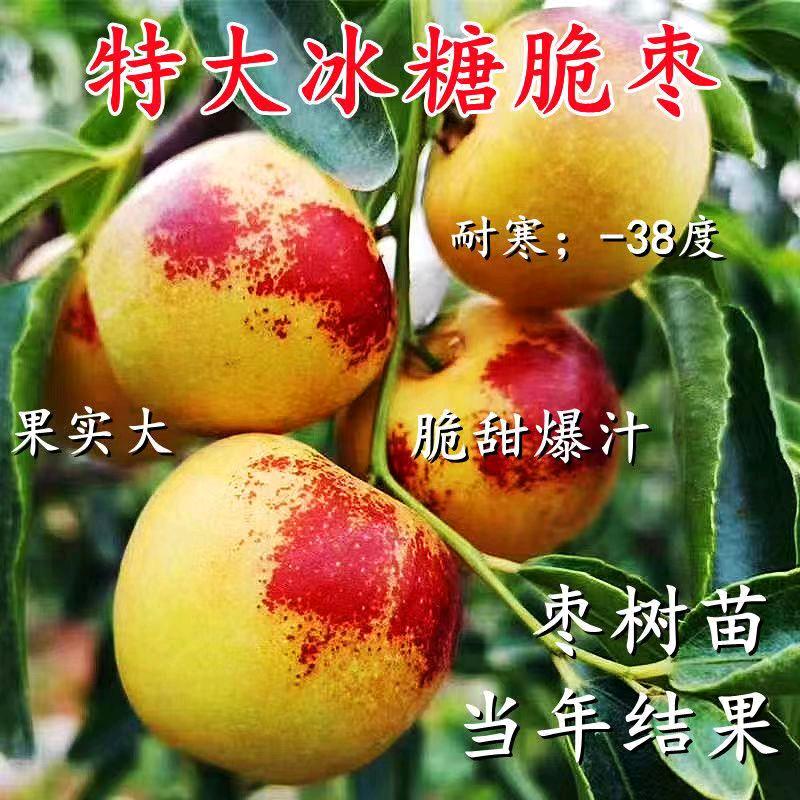 南象婆文多果树苗木专卖店