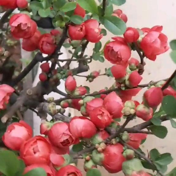 王城厨师下乡做菜，客棚，彩门
