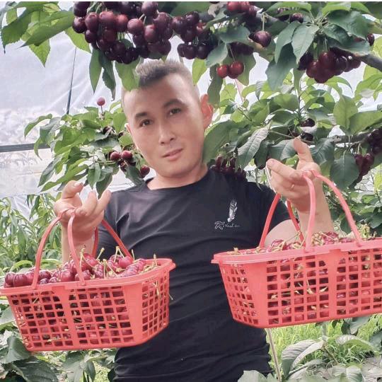 南方车厘子专业种植