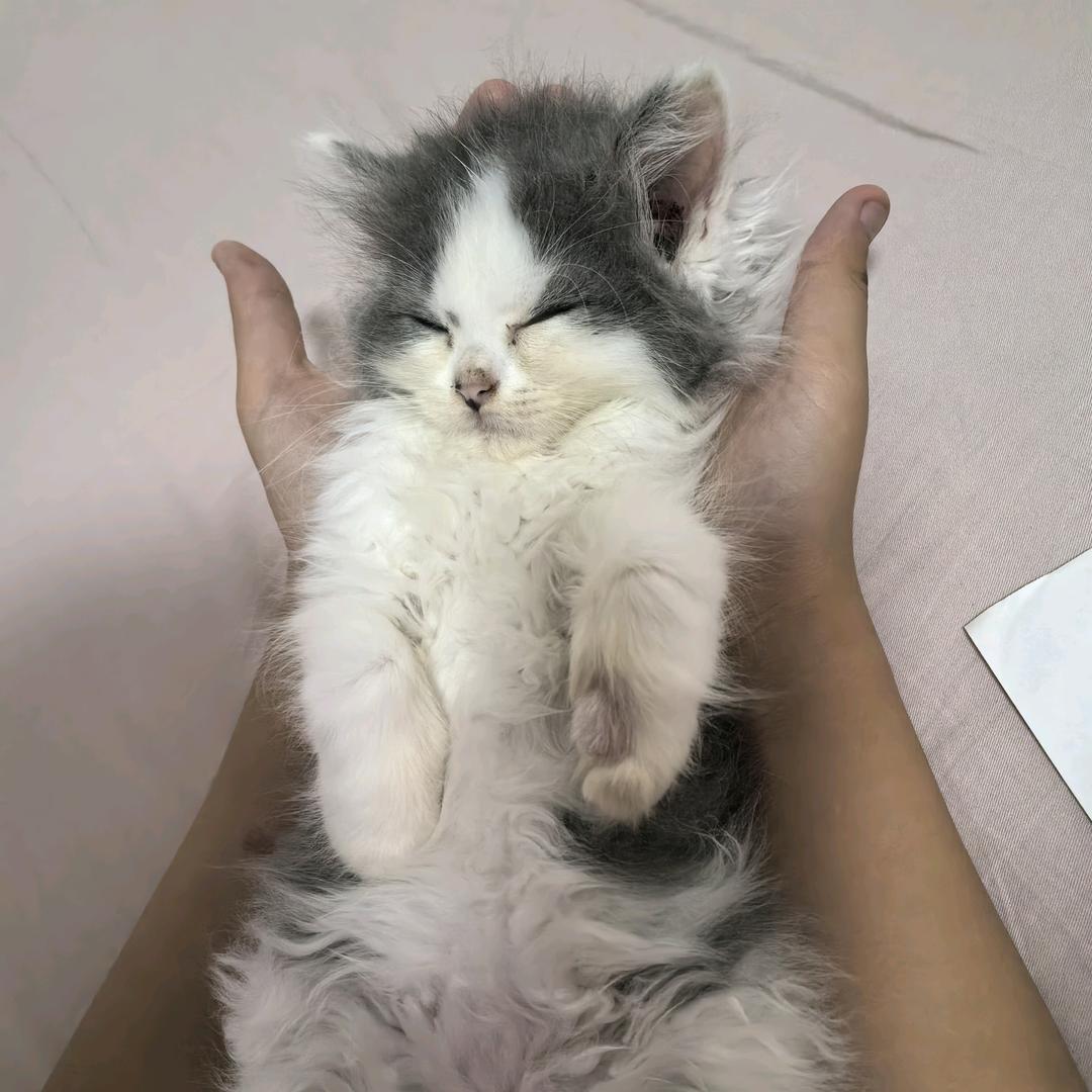 喵🐱