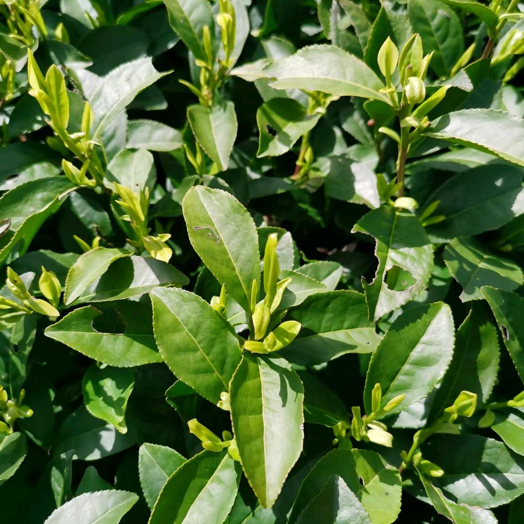 茶语清心🍃