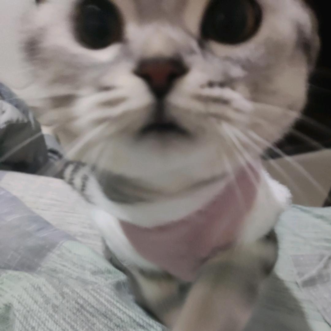 顾渊