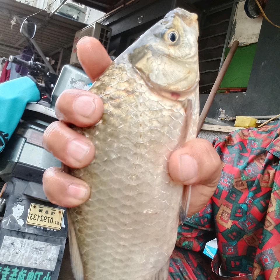 休闲野钓杨队长