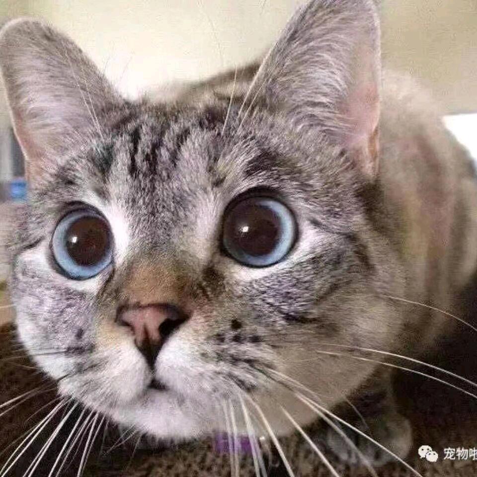 来自己站自己前面