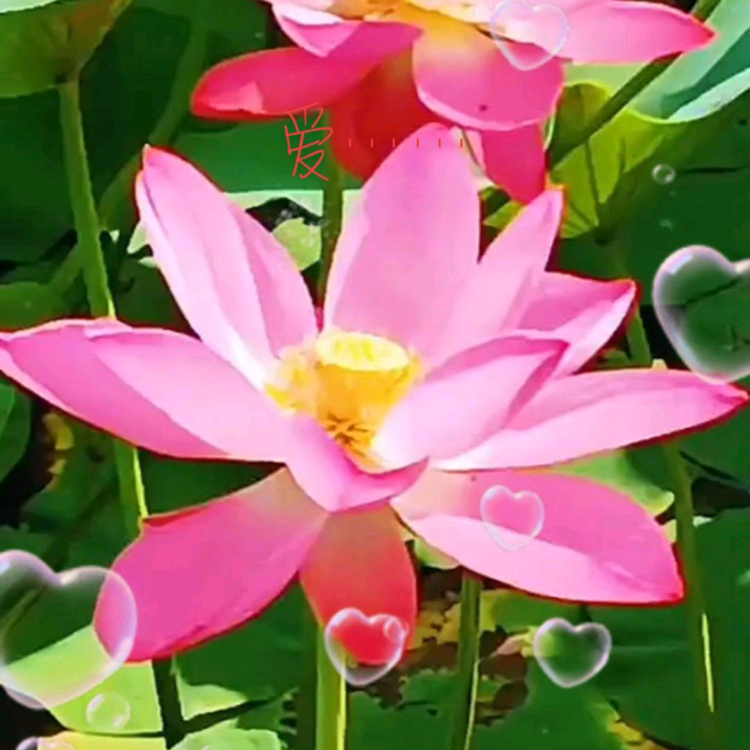 ❤️💞💕枫叶💚💕💞