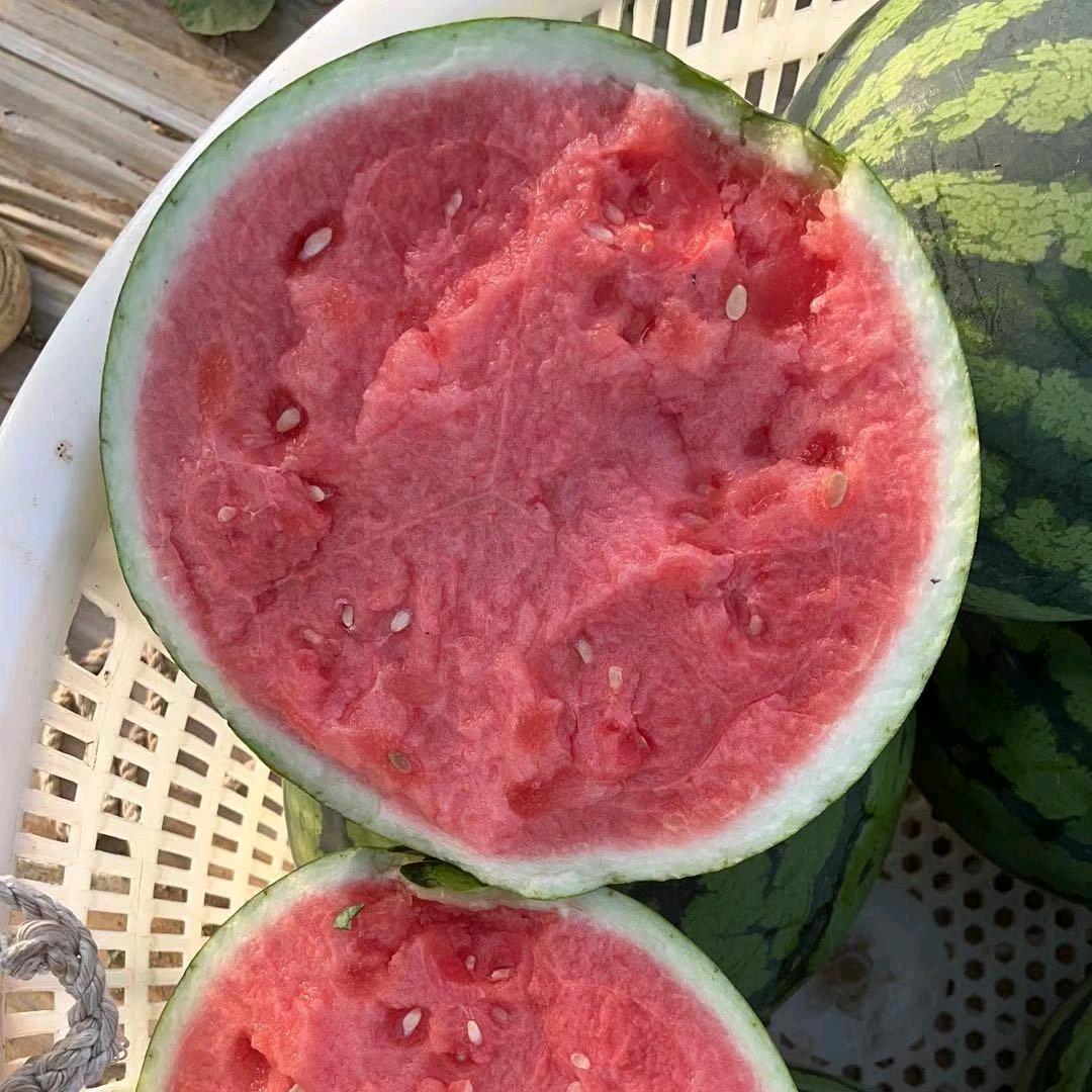 小刘甄选麒麟西瓜