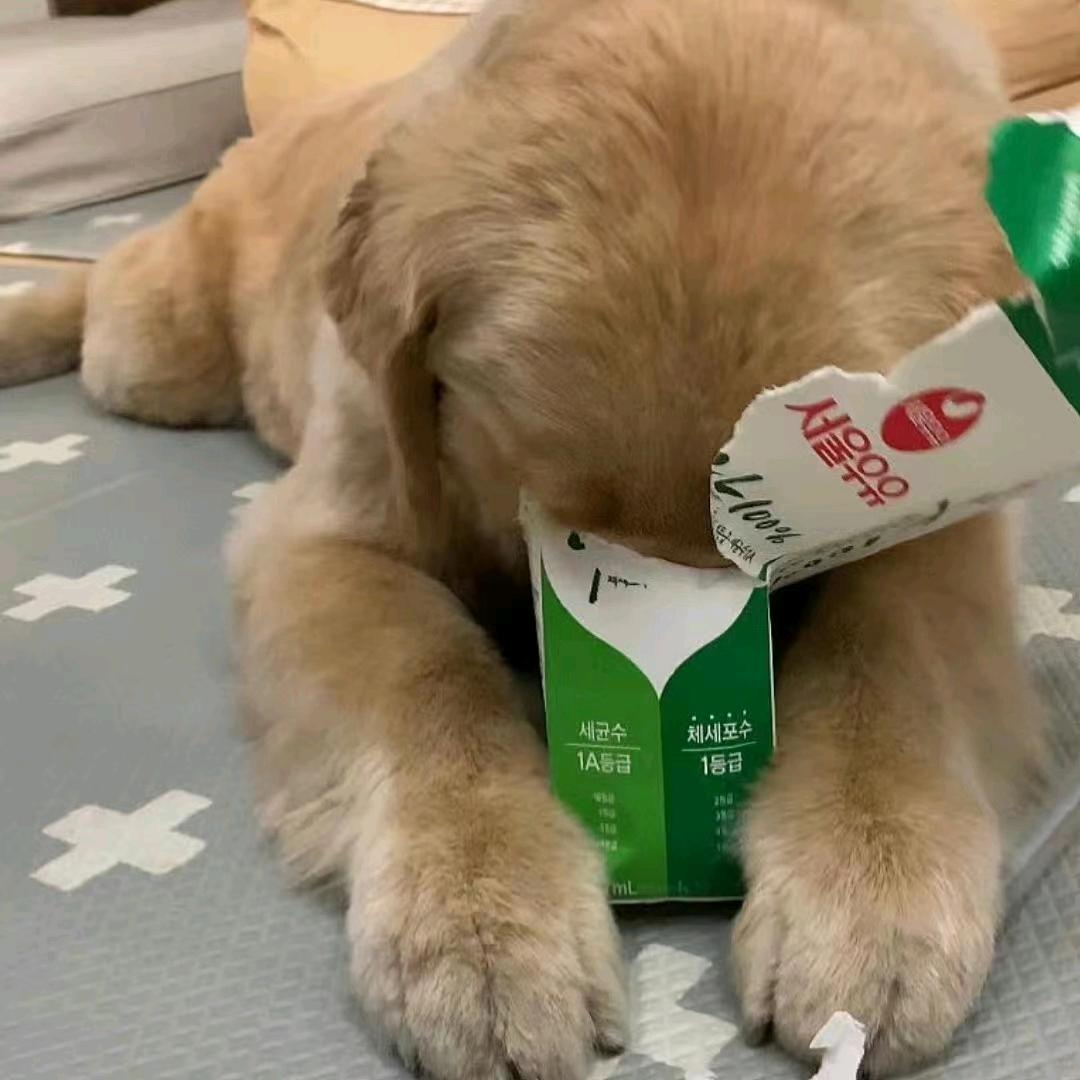 爱吃土豆