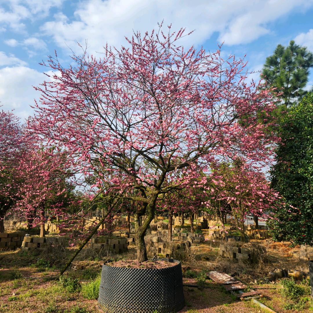 一叶🍃一树🌲