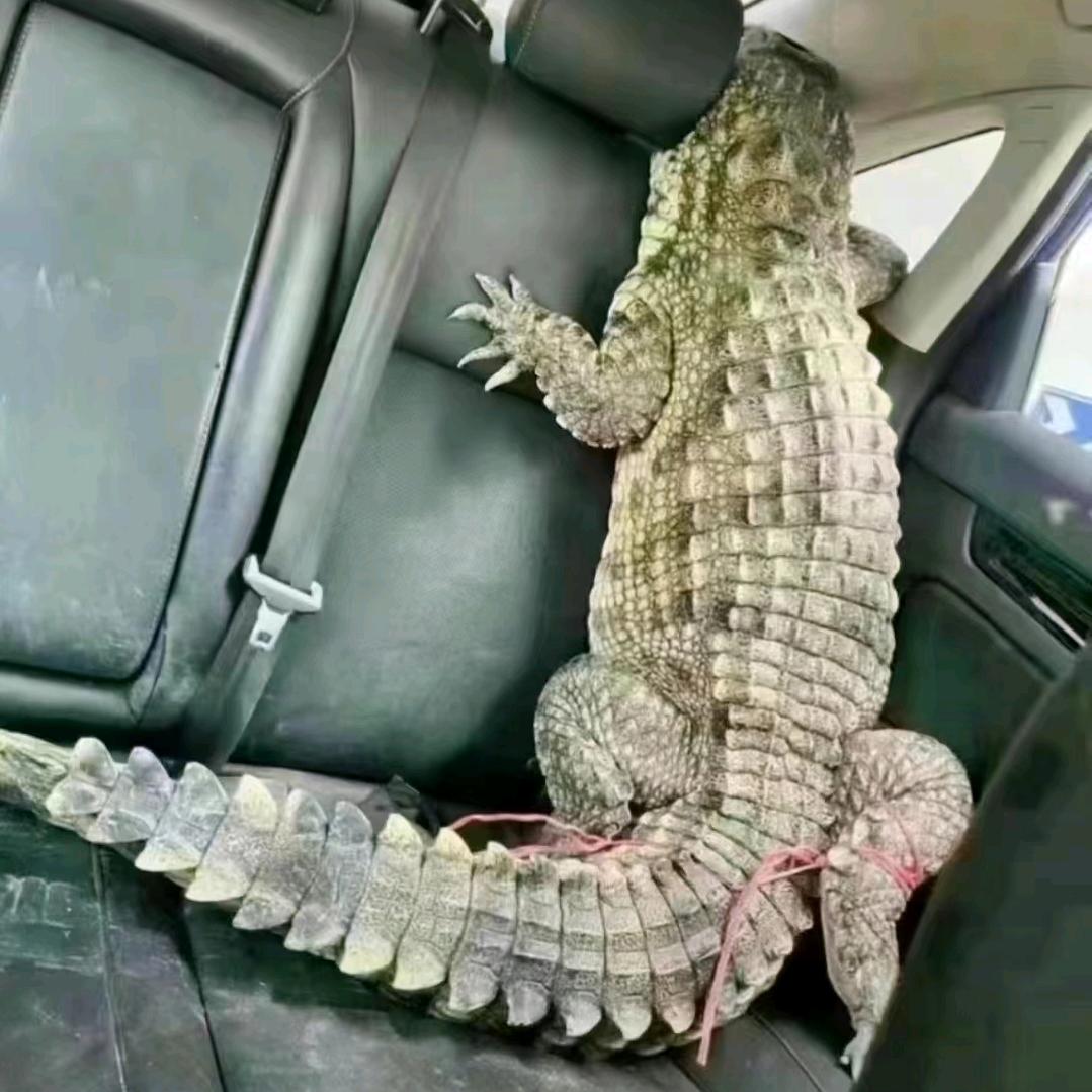 御林军～刘仔很忙（武汉）