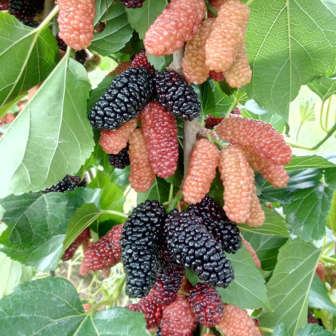 小刘先生