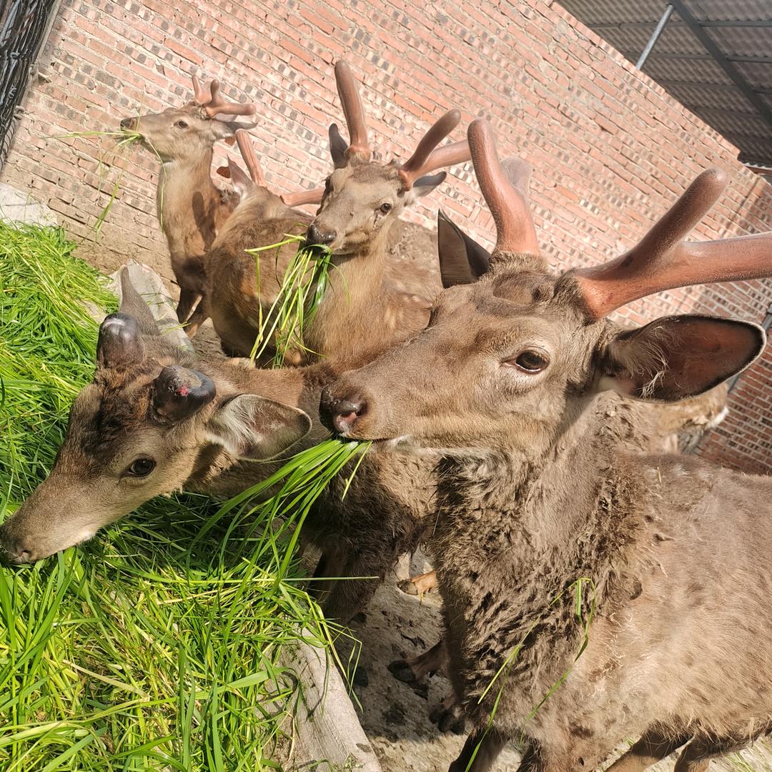 ♡黄金放养梅花鹿基地♡