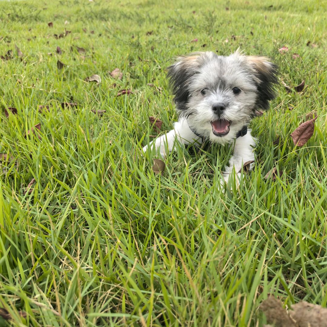 开心 【没烦恼】