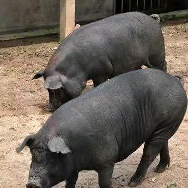 猪猪侠（农人阿聪）