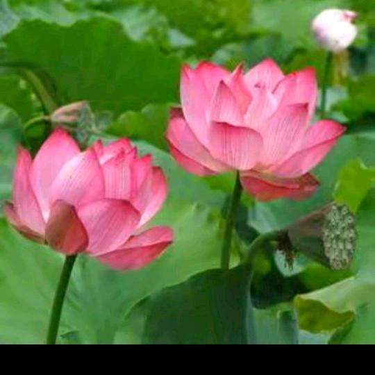 一帆风顺