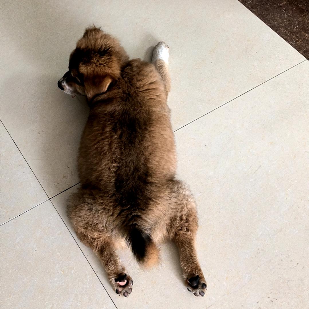 旺仔日记