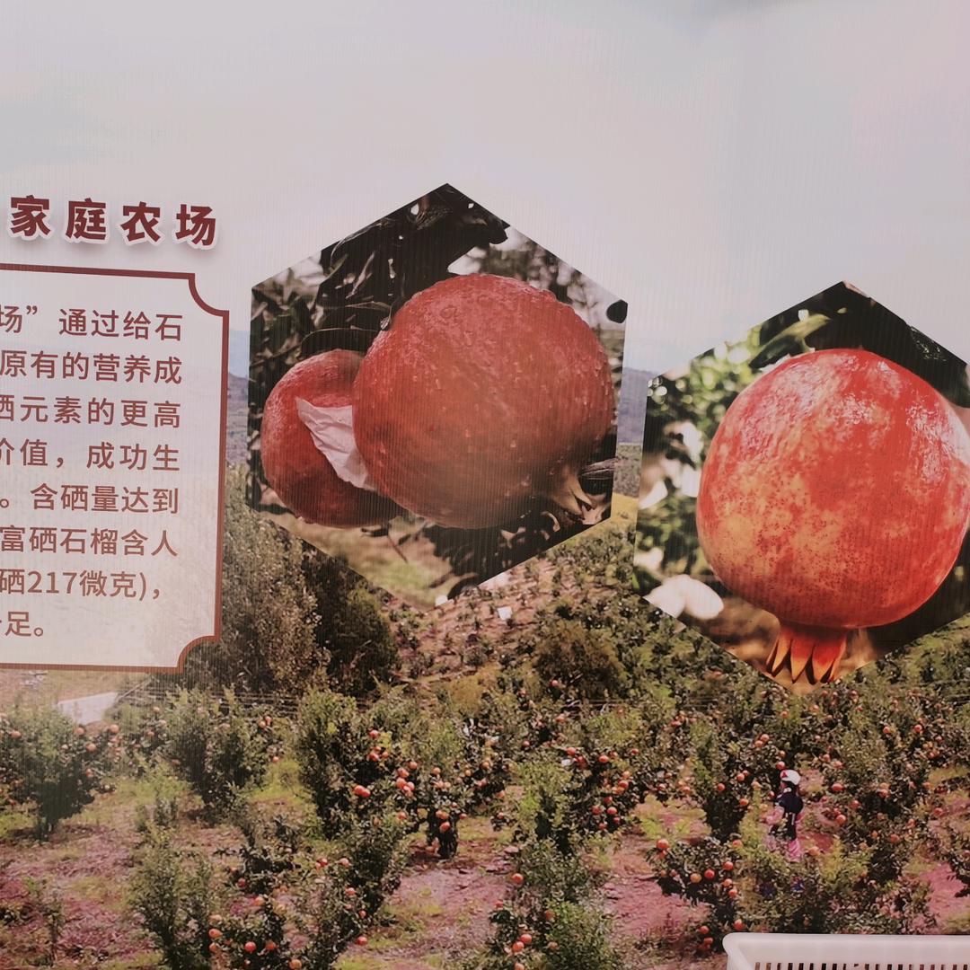 小黄蜂