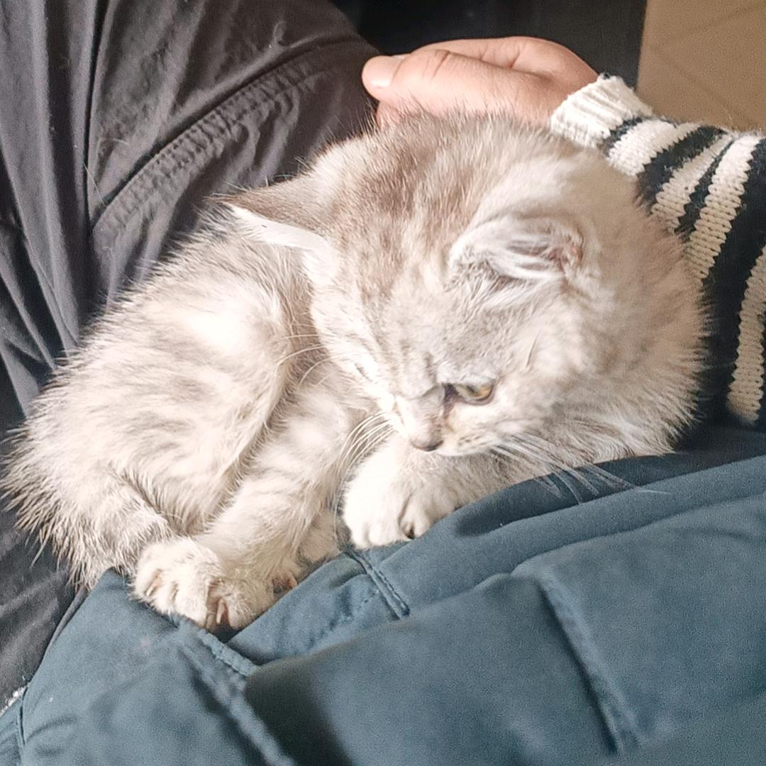 简