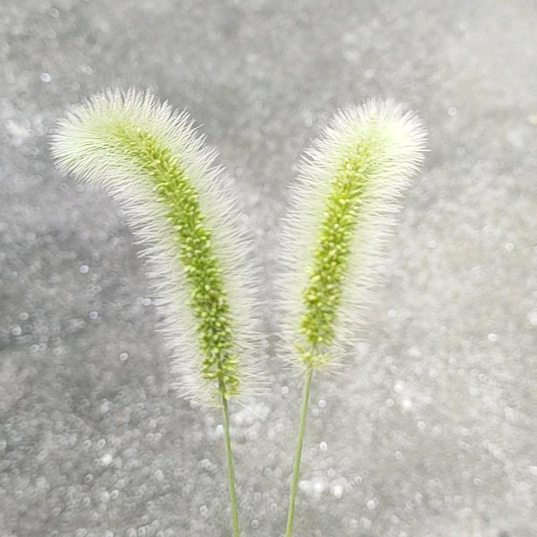 健康是福，朱芳儿