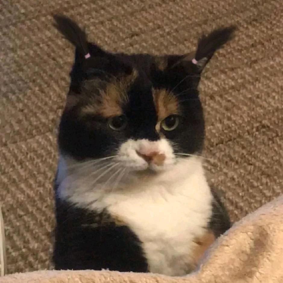猫猫很泪