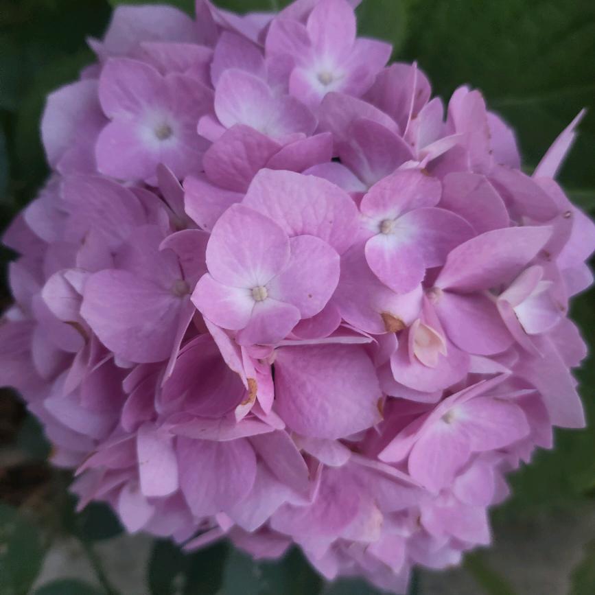 星达星瓦业大燕飞翔