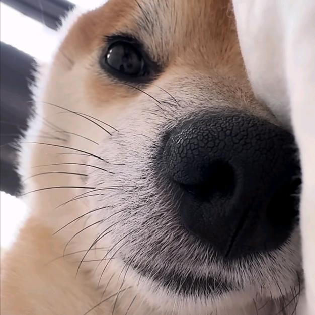 忧郁的卷心菜投手