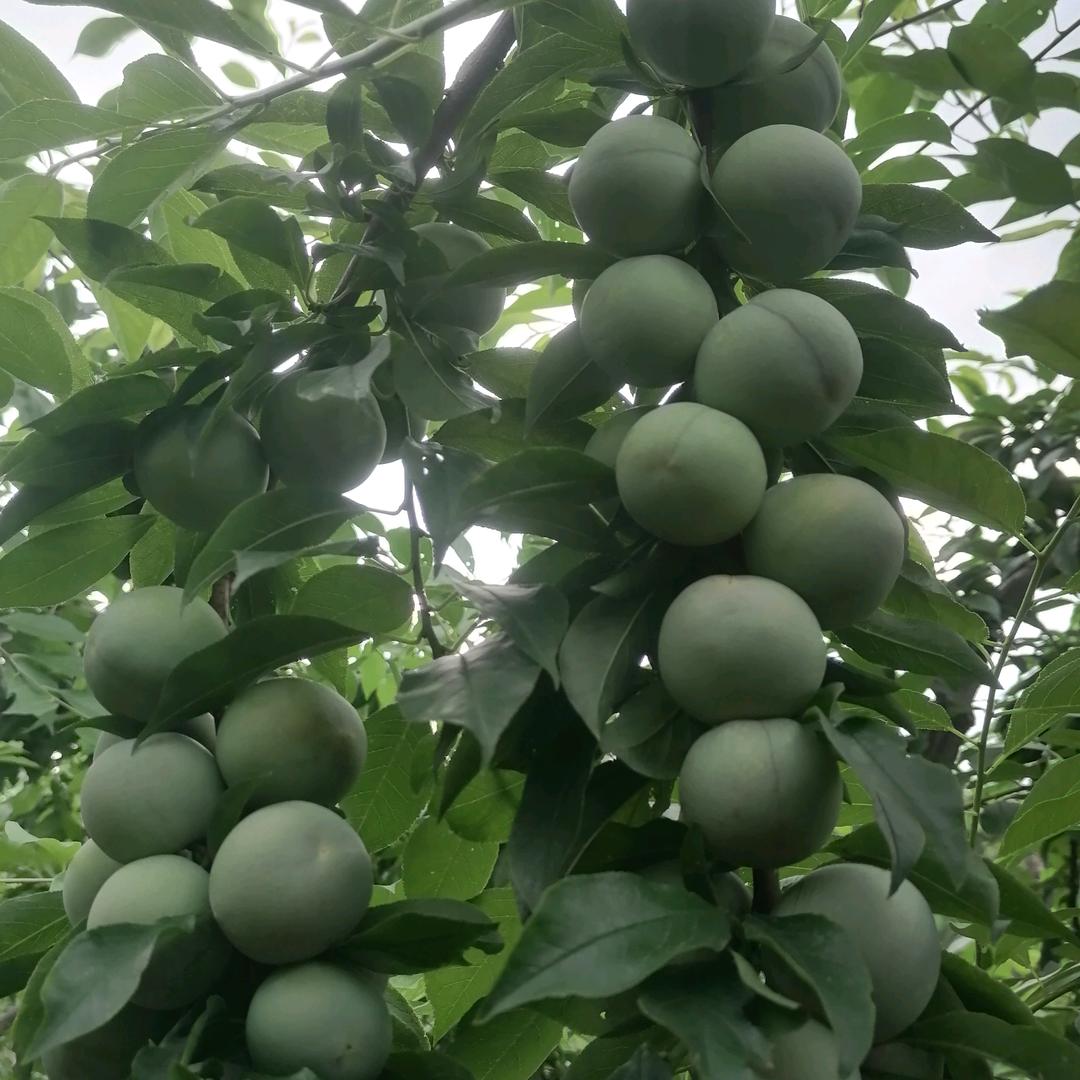 易伍