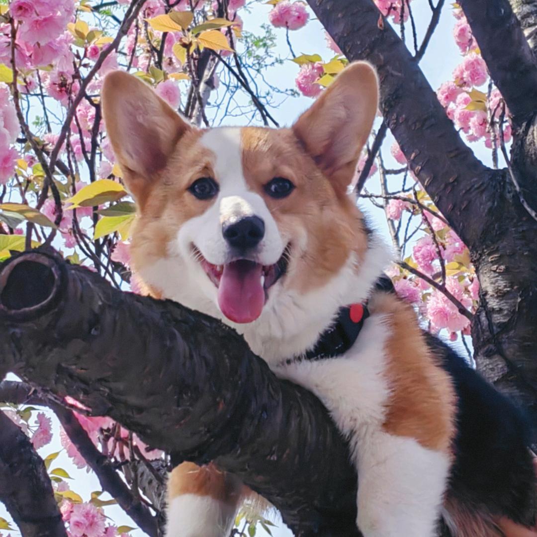 滚滚是只小傻基（养号中）