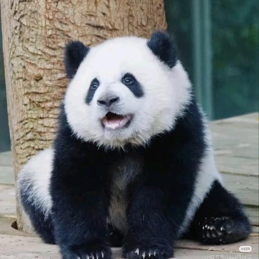 提灯看刺刀