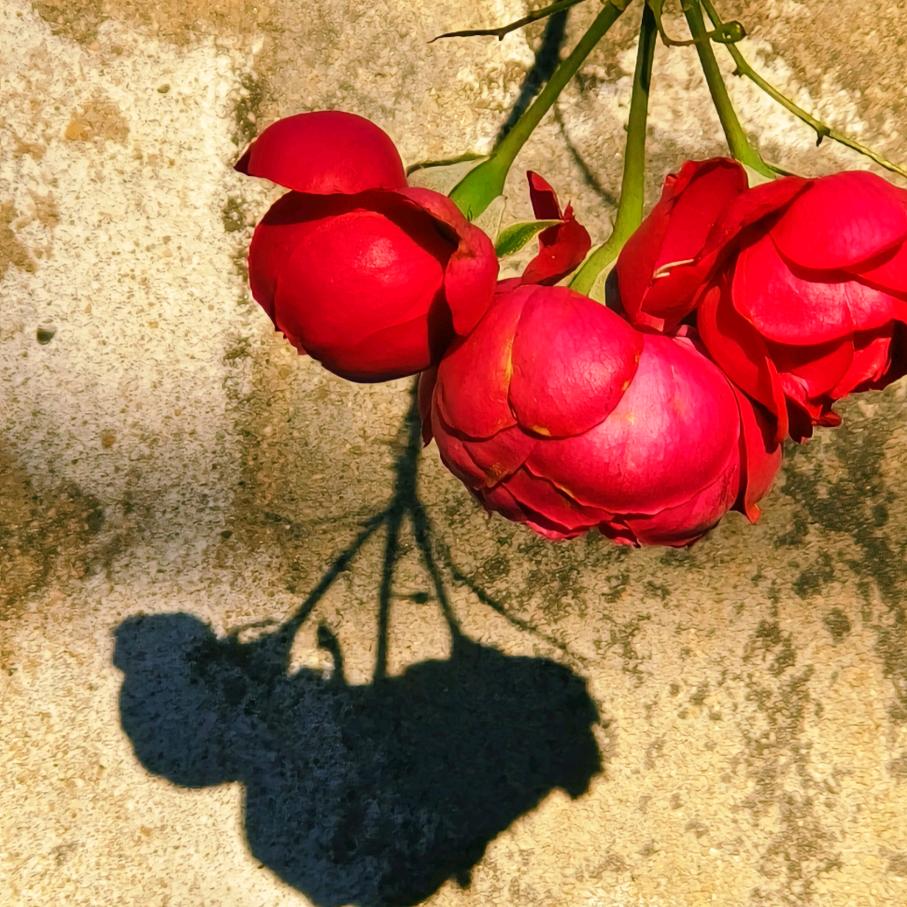 钮钴禄·橘子汁🍊