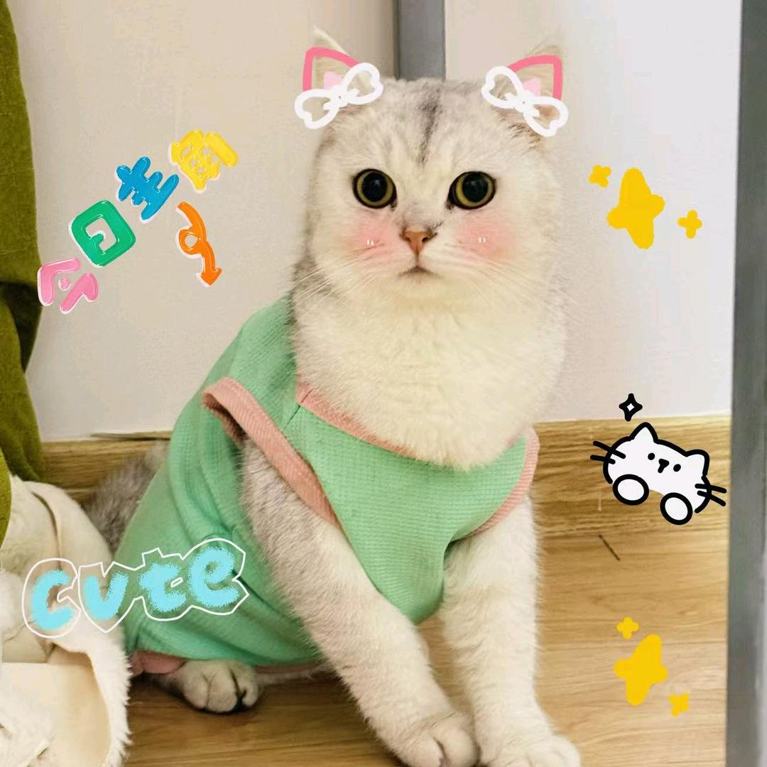 七月是只陪玩猫