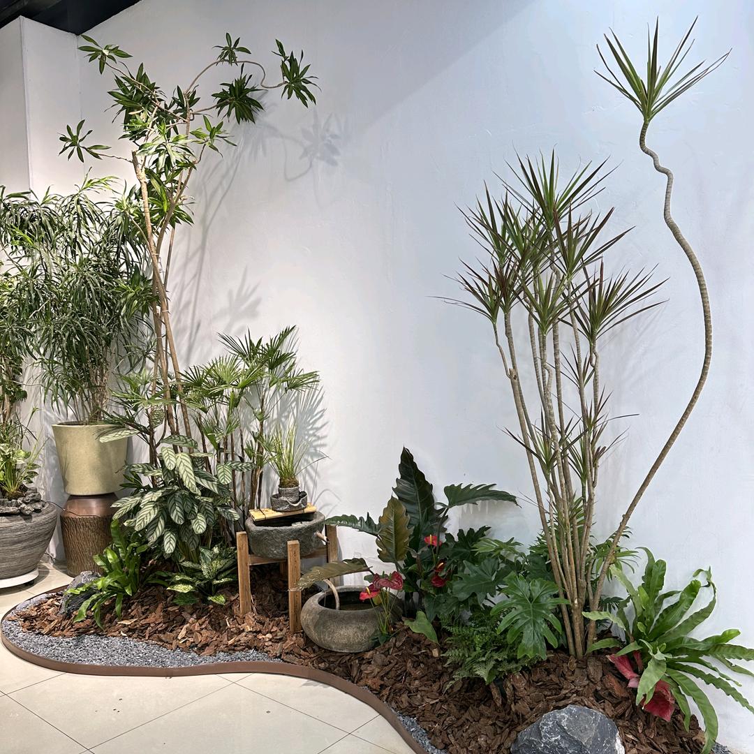 汝州大张超市精品绿植花卉，室内外植物造景