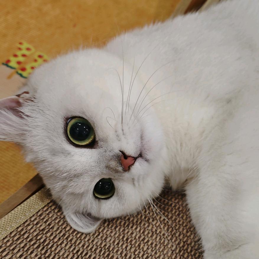 希晴要养小猫
