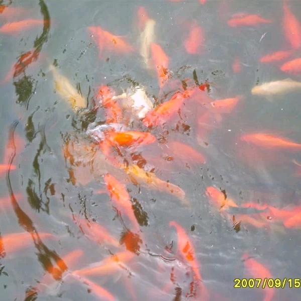 前程似锦
