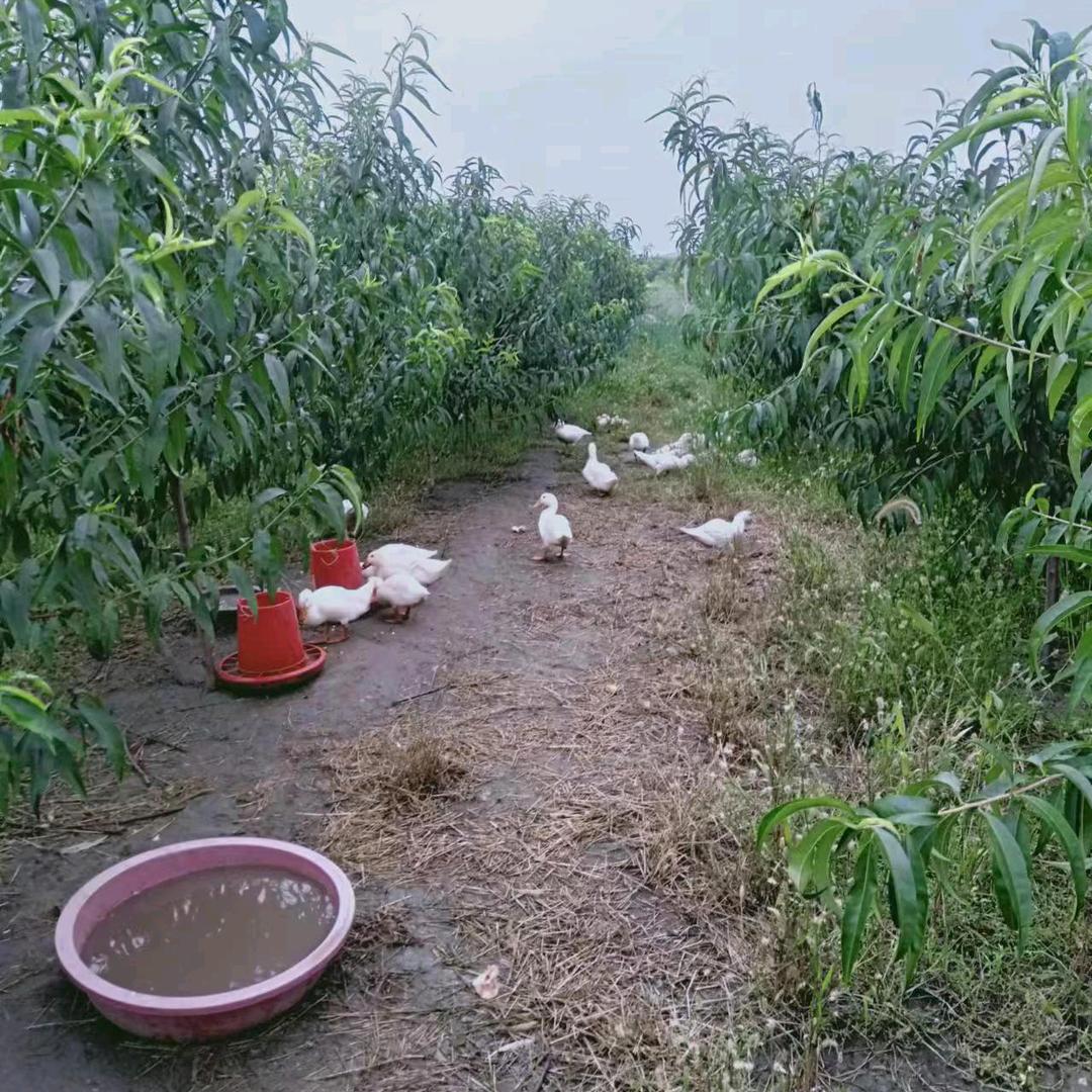 家和万事兴好运来