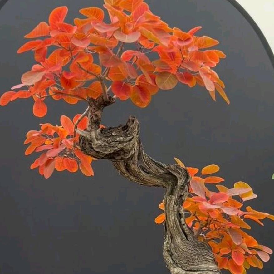 洛小明盆
