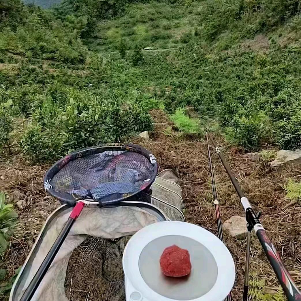 ACC鱼苗杀手
